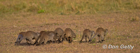 Banded Mongoose