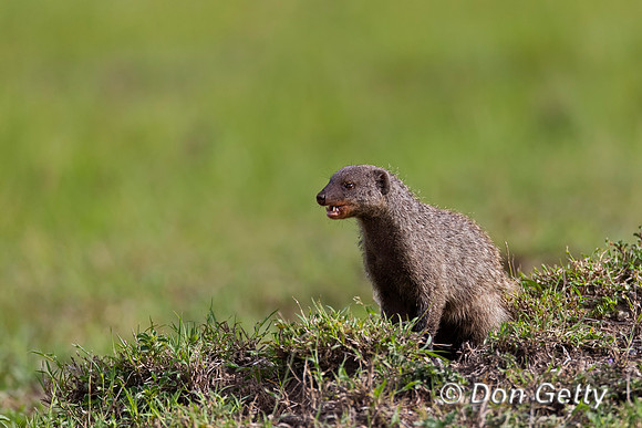 Banded Mongoose