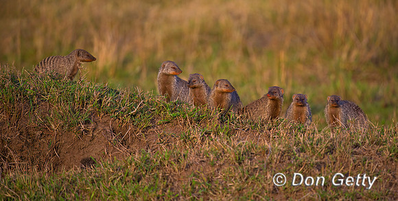 Banded Mongoose