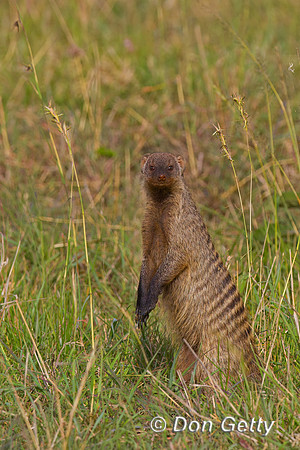 Banded Mongoose