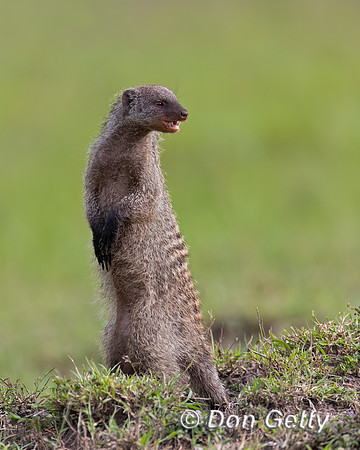 Banded Mongoose
