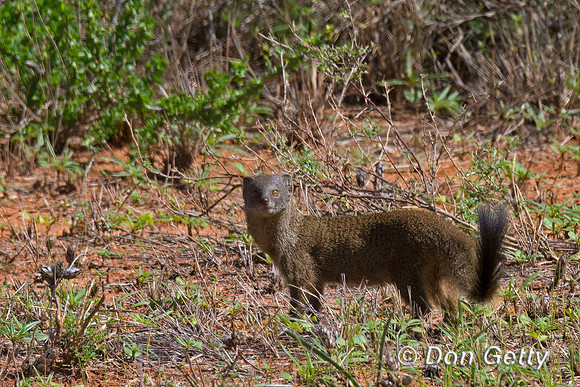 Slender Mongoose