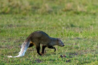 White-tailed Mongoose