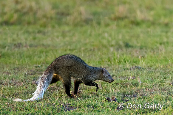 White-tailed Mongoose