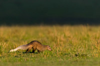 Mongoose, White-tailed