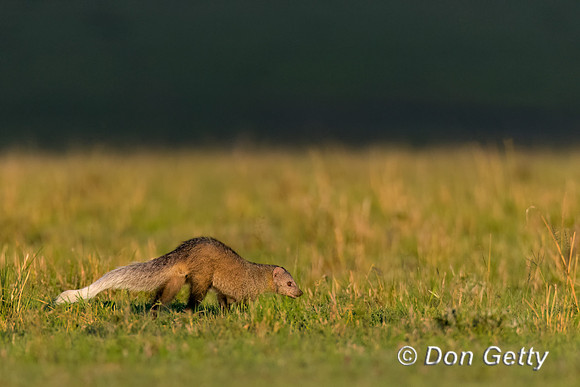White-tailed Mongoose