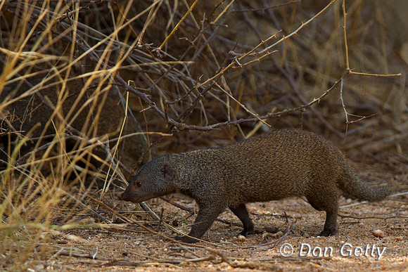 Dwarf  Mongoose