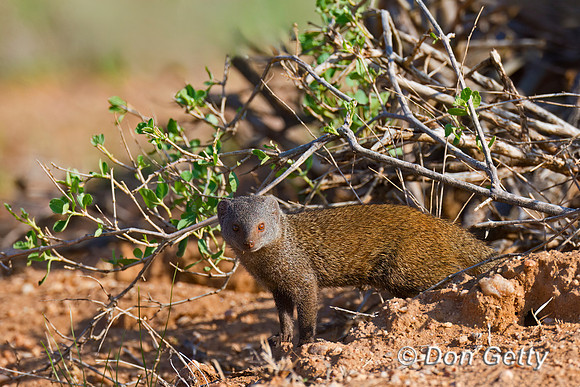 Dwarf  Mongoose