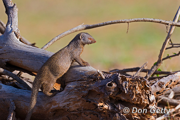 Dwarf  Mongoose