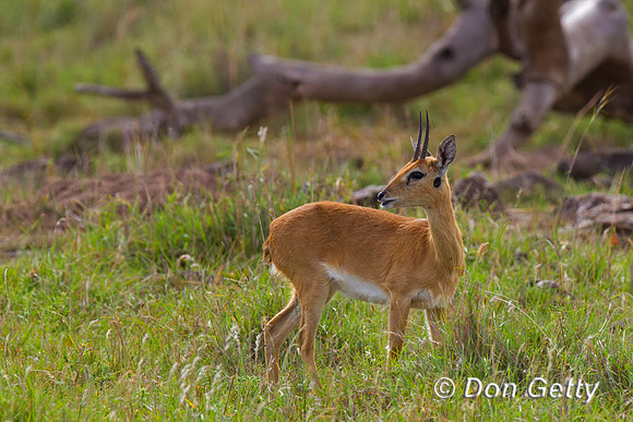 Oribi