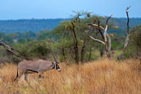 Beisa Oryx