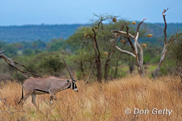 Beisa Oryx