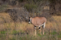 Beisa Oryx
