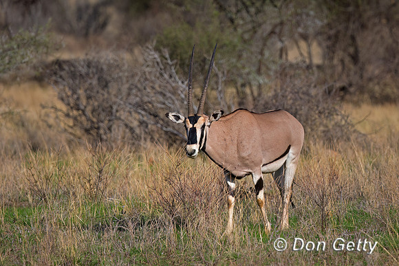 Beisa Oryx