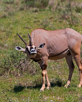 Beisa Oryx