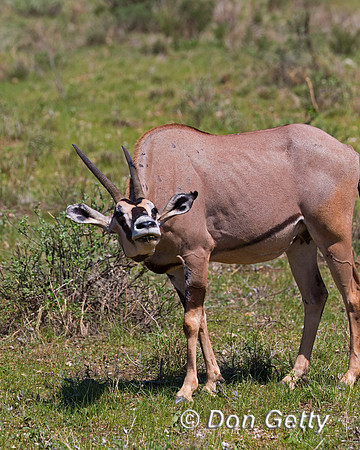 Beisa Oryx