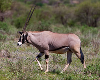 Beisa Oryx