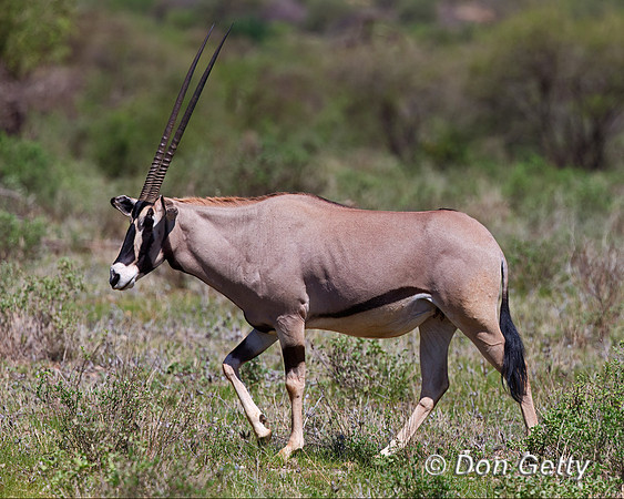 Beisa Oryx