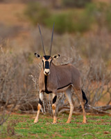 Beisa Oryx