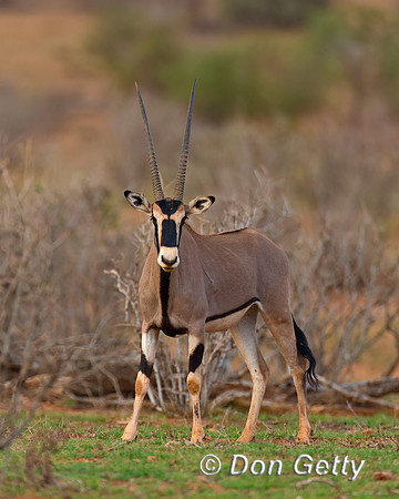 Beisa Oryx