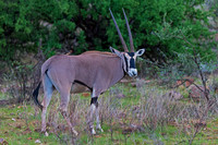 Beisa Oryx