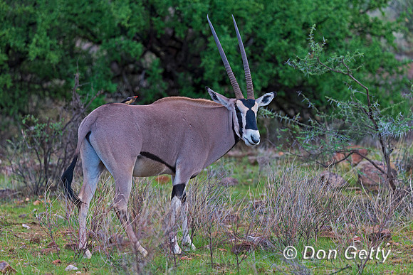 Beisa Oryx