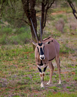 Beisa Oryx