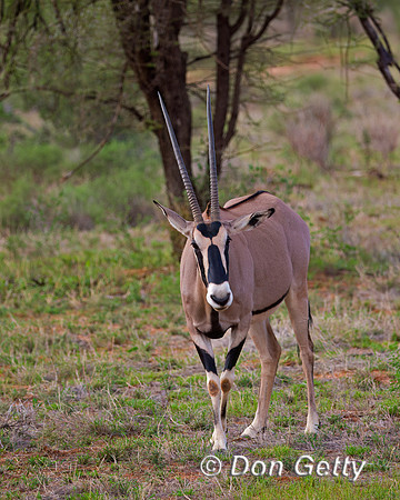 Beisa Oryx