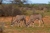 Beisa Oryx