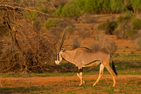 Beisa Oryx
