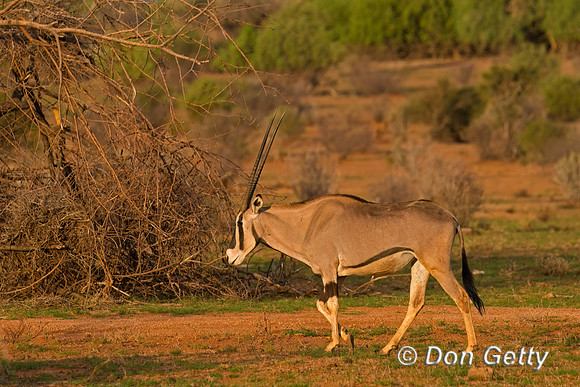 Beisa Oryx
