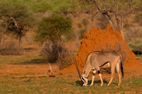 Beisa Oryx