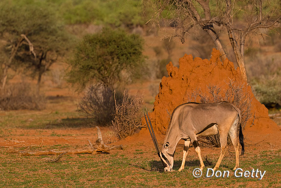 Beisa Oryx