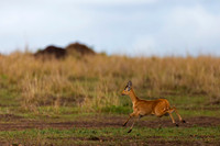 Reedbuck