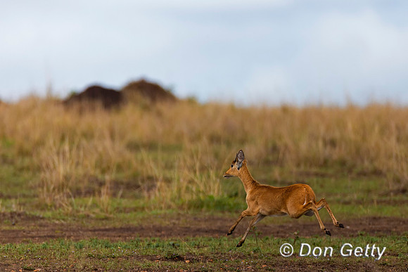 Reedbuck