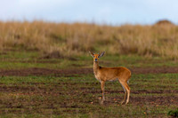 Reedbuck