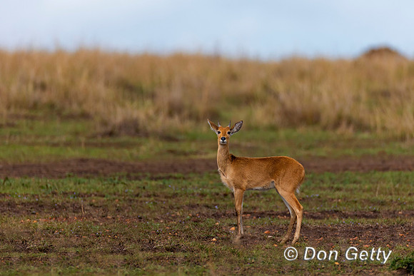 Reedbuck