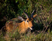 Reedbuck