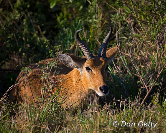 Reedbuck