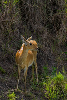 Reedbuck
