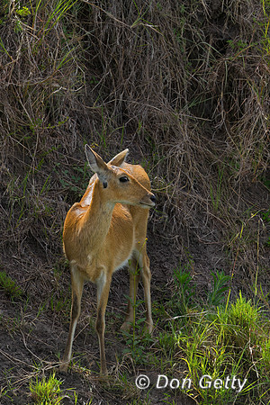 Reedbuck