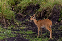 Reedbuck