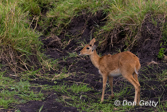 Reedbuck