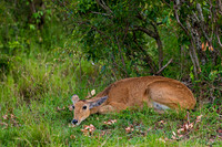 Reedbuck, Bohor