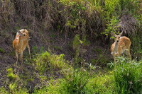 Reedbuck
