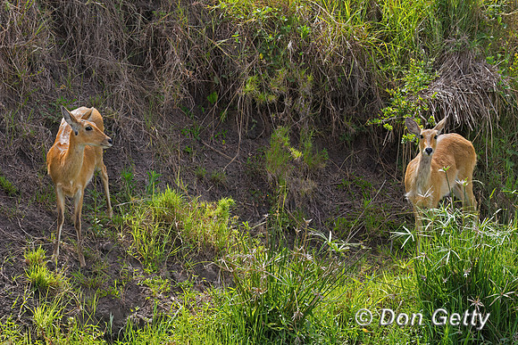 Reedbuck