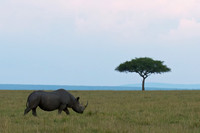 Black Rhinoceros