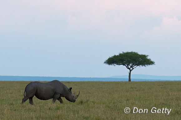 Black Rhinoceros