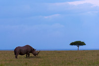 Black Rhinoceros