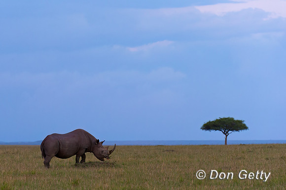 Black Rhinoceros